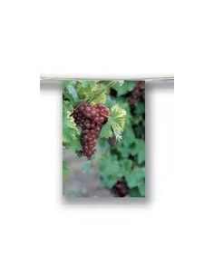 Guirlande fanions raisin rouge en papier : Fabrication Française 2